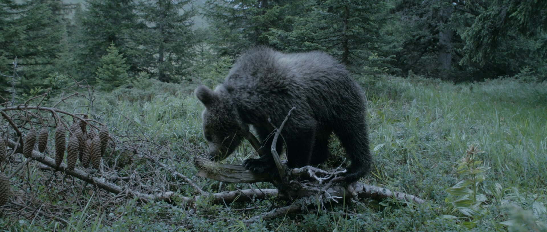 克莱拉与熊的秘密 (2013) 1080p [AAC, AC3] [zho, eng].mkv_20241022_040156.360_看图王.jpg