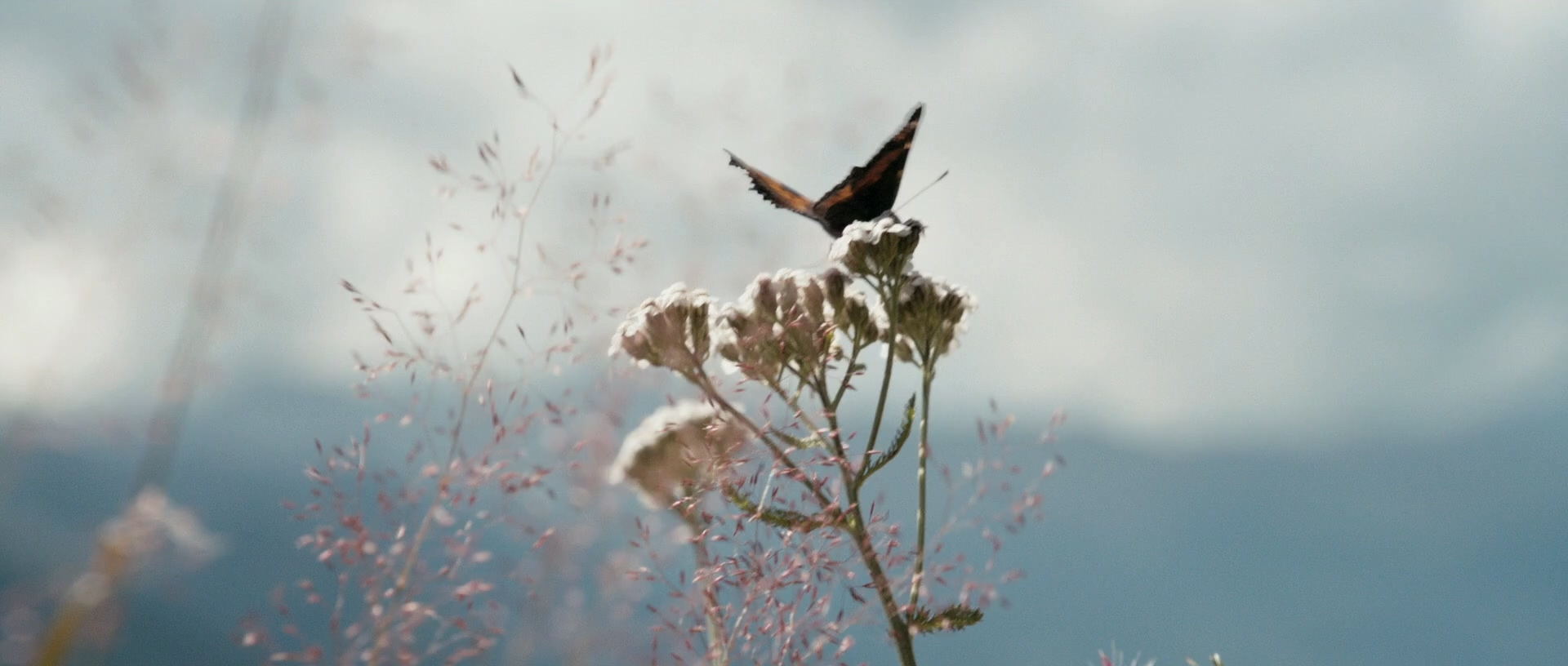 克莱拉与熊的秘密 (2013) 1080p [AAC, AC3] [zho, eng].mkv_20241022_040225.042_看图王.jpg