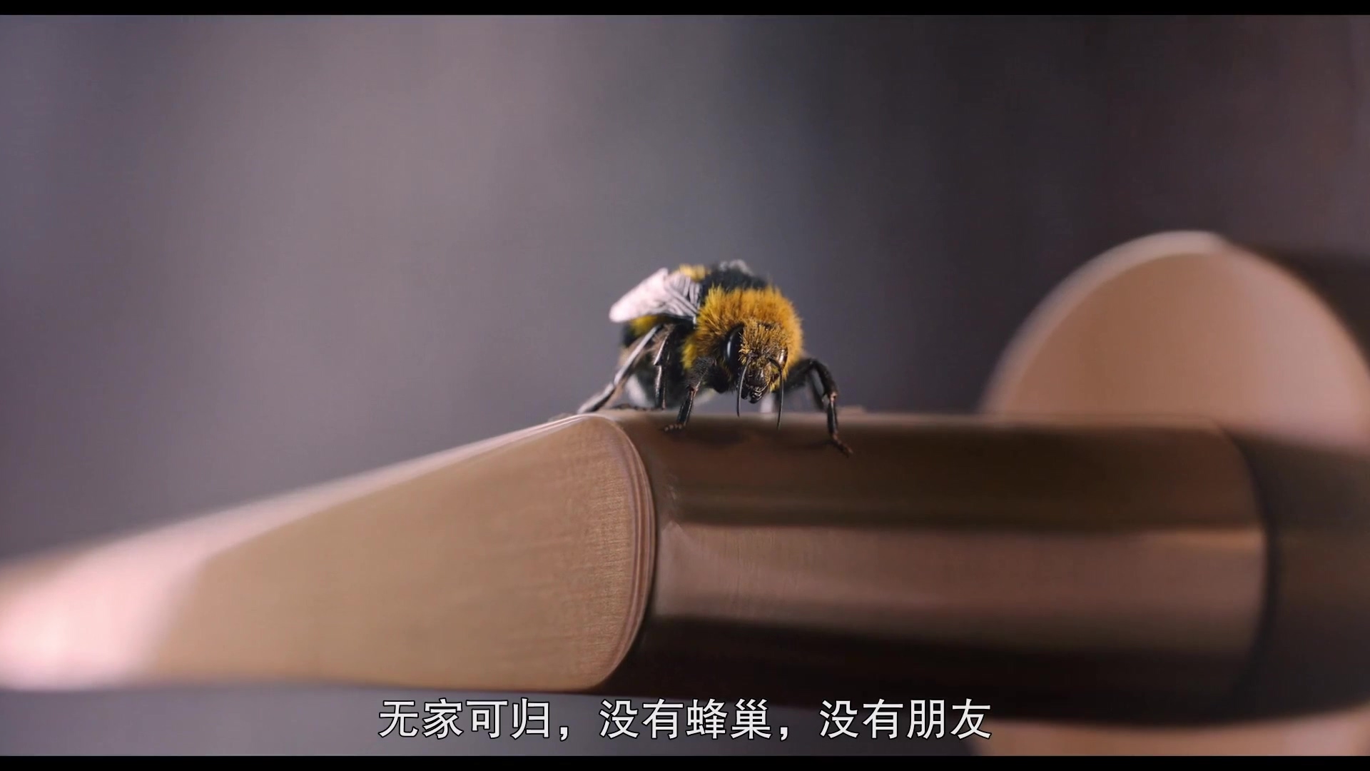 人来蜂 憨豆.MP4_20250411_010102.141.jpg