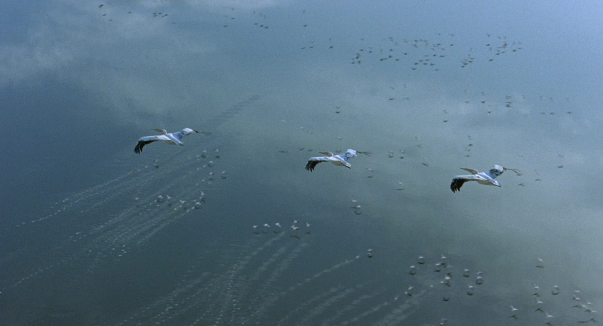 Winged.Migration.2001.Bluray.1080p.DTS.4Audio.x264-CHD.mkv_20250416_201537.421.jpg