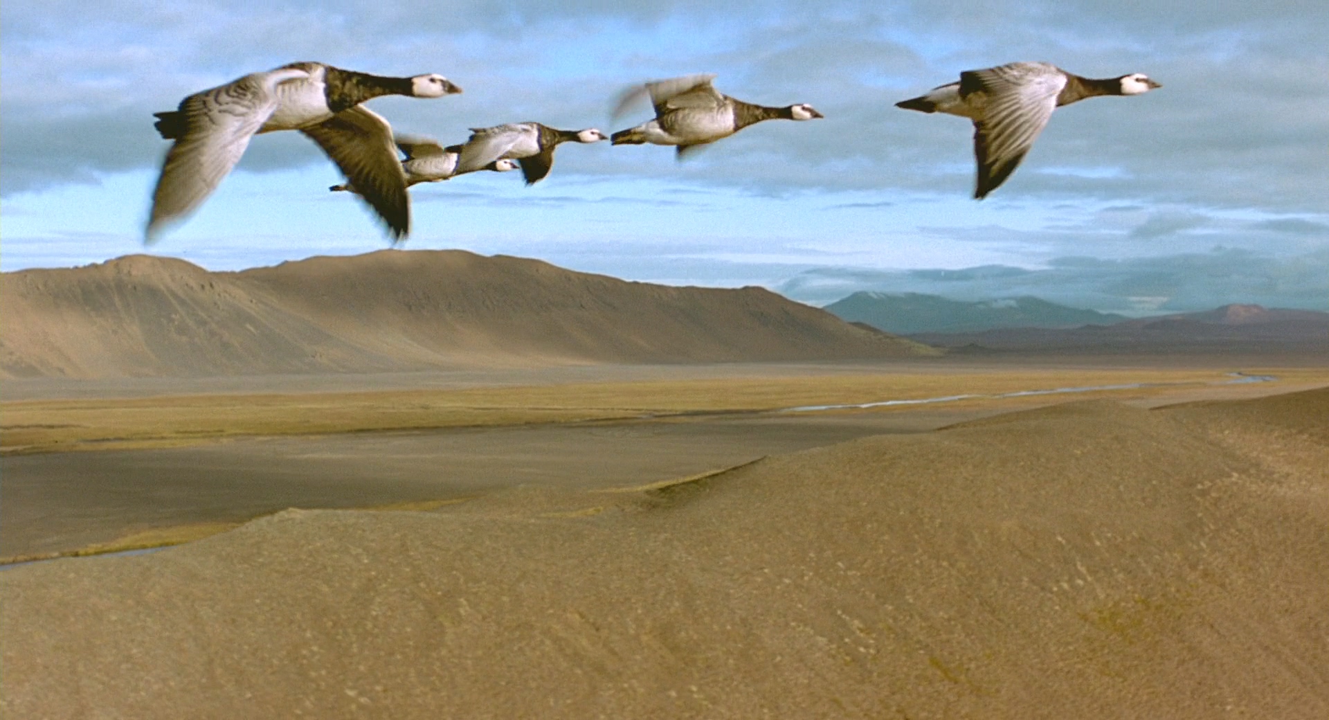 Winged.Migration.2001.Bluray.1080p.DTS.4Audio.x264-CHD.mkv_20250416_201455.301.jpg