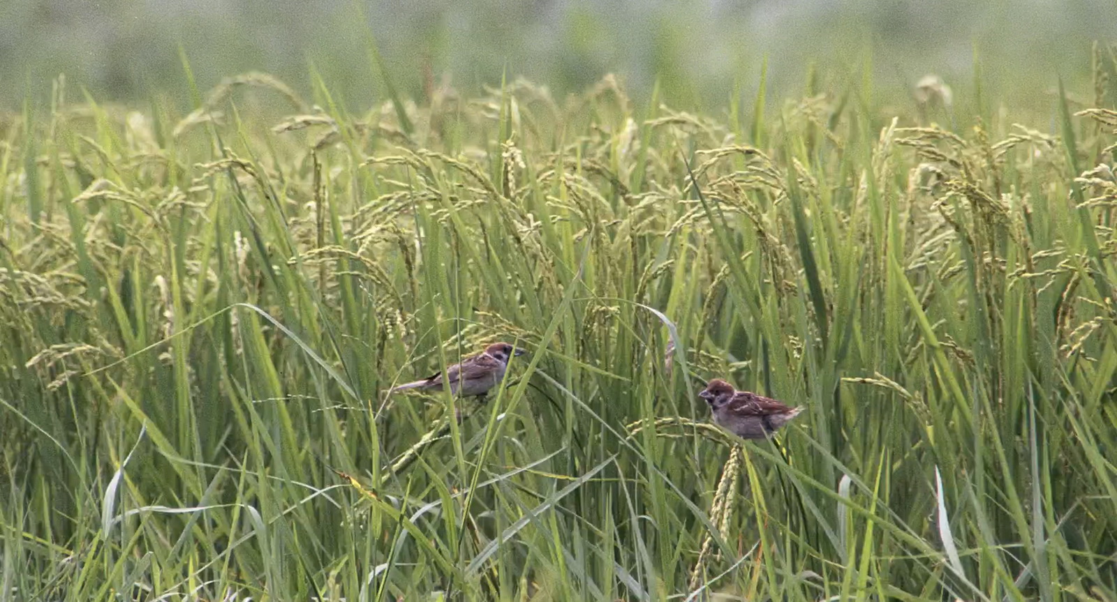 稻草人 Scarecrow.1987.WEB-DL.1080p.H264.AAC.mp4_20250503_155756.085.jpg