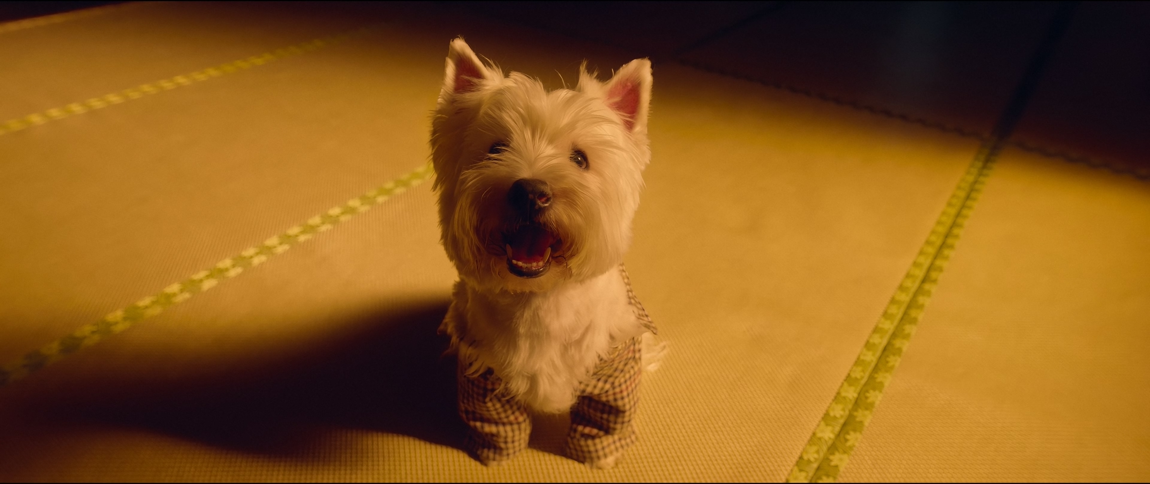 Puppy.Love.2023.2160p.HQ.WEB-DL.H265.DDP2.0-DreamHD.mkv_20250606_093648.838.jpg