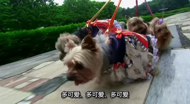 狗狗心事.Inu no eiga.2005.DVD.X264.AAC.HALFCD.mkv_20250617_190931.737.jpg