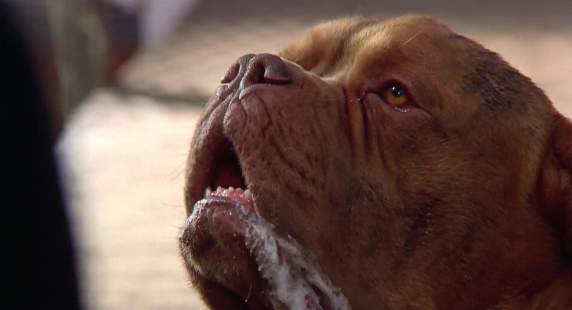 福星与福将.Turner And Hooch 1989.2Audio.CN.mkv_20250704_221301.918.jpg