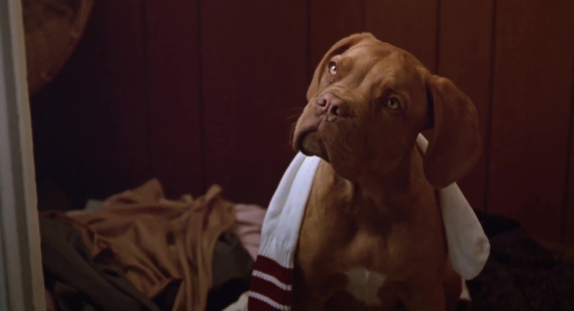 福星与福将.Turner And Hooch 1989.2Audio.CN.mkv_20250704_221340.216.jpg