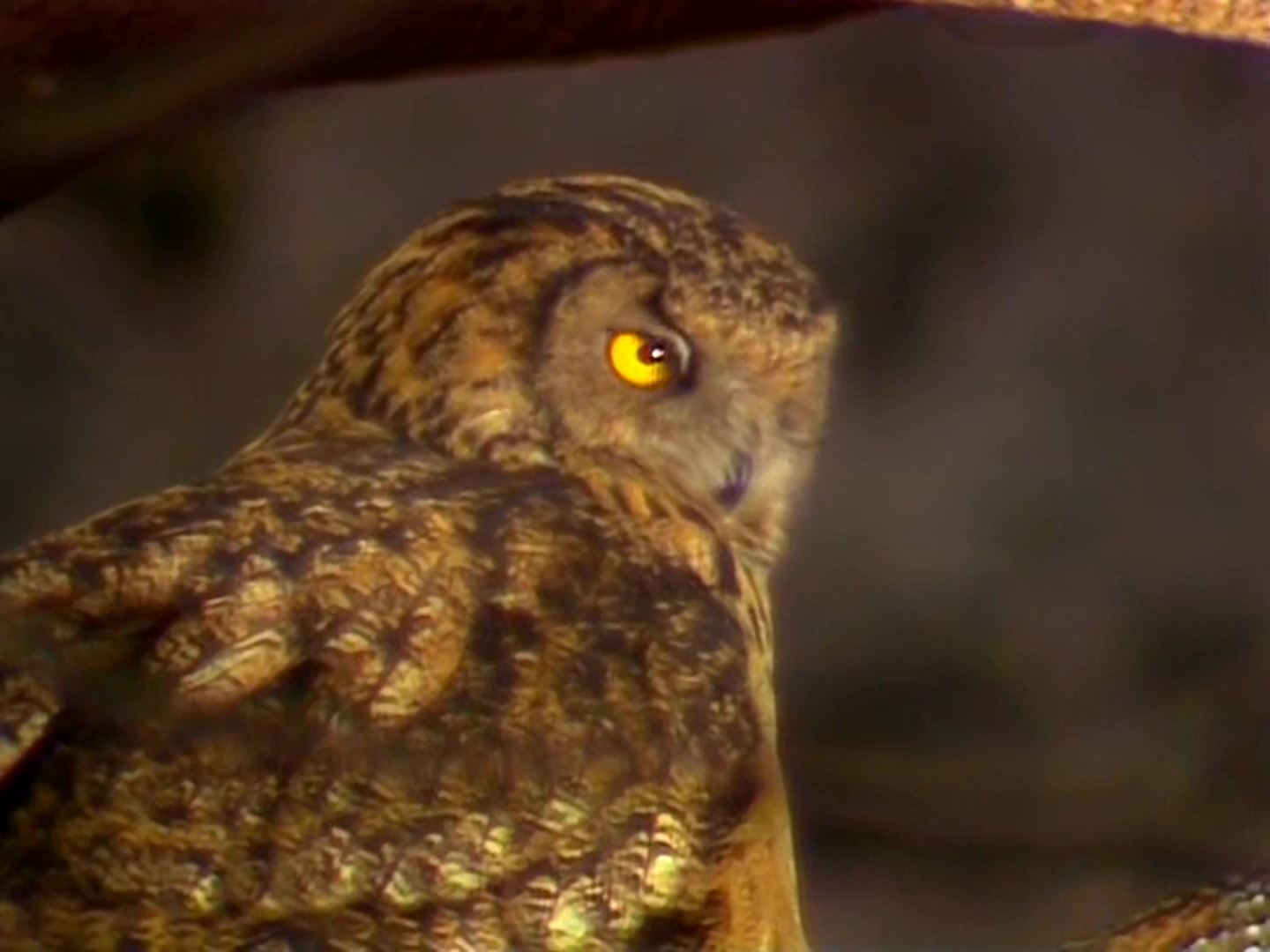 西游记4k修复 (11).mkv_20250705_125353.411.jpg