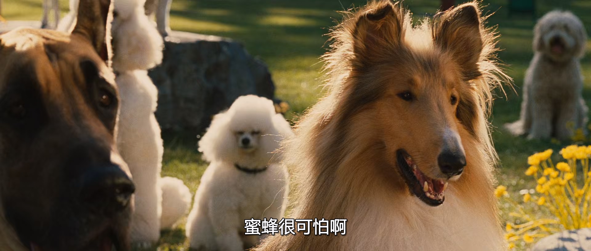 大丹麦狗马默杜克 Marmaduke 2010 1080p [AAC, AAC] [zho, eng] h265 tt1392197.mkv_2.jpg