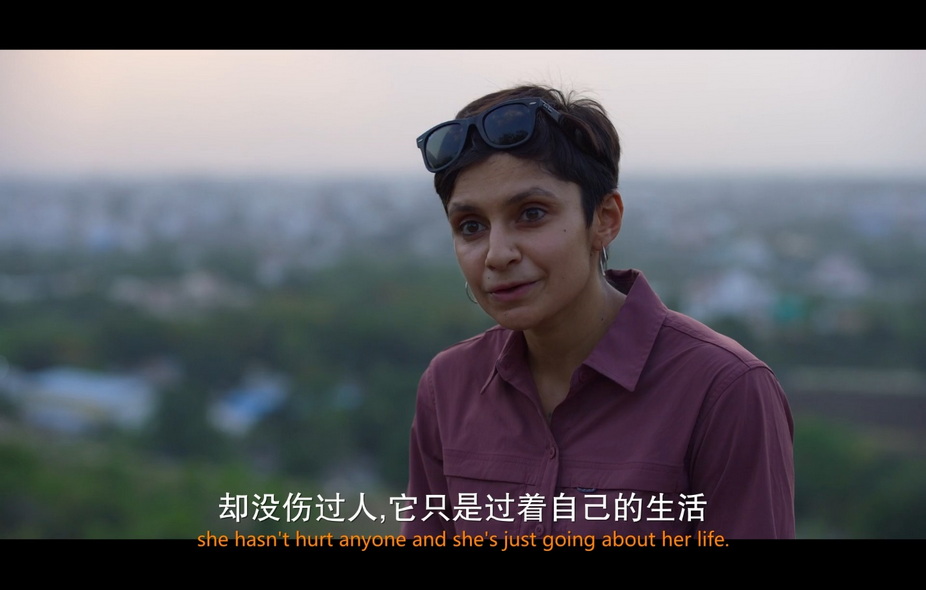 03-老虎崛起 (3).jpg