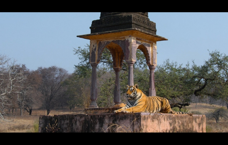 03-老虎崛起 (4).jpg