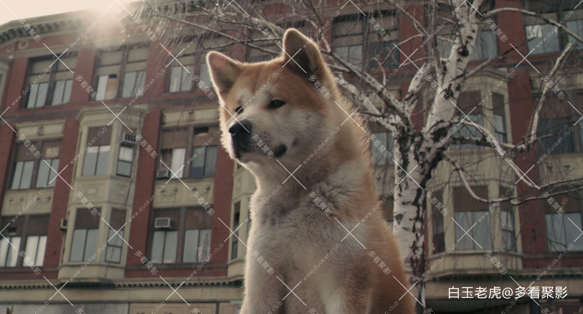 Hachi.A.Dog's.Tale.2009.1080p.Bluray.DTS-HD.MA.5.1.x265.10bit-DreamHD.mkv_2.jpg