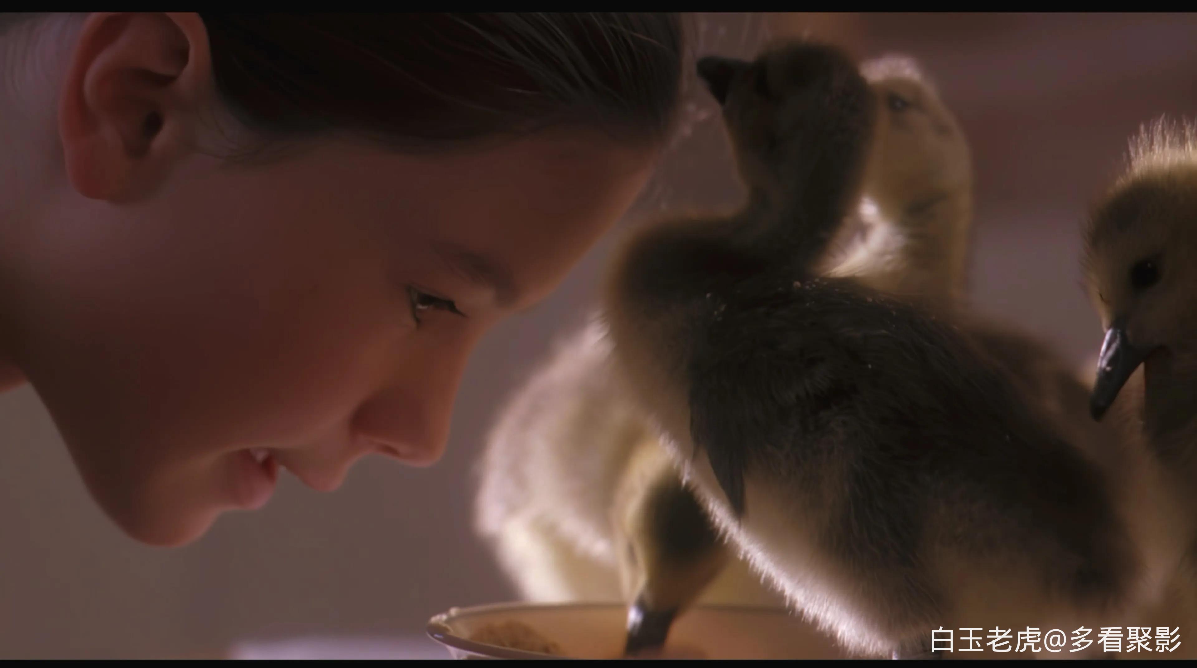 Fly Away Home (1996).mkv_20251004_090302.233.webp