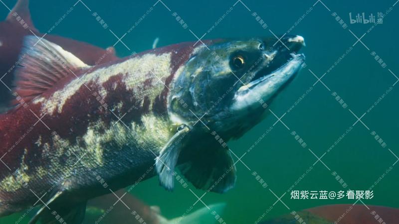 04 淡水情缘.mp4_115生活(曾用名“115网盘”)_数字生活平台_1766379128106.png