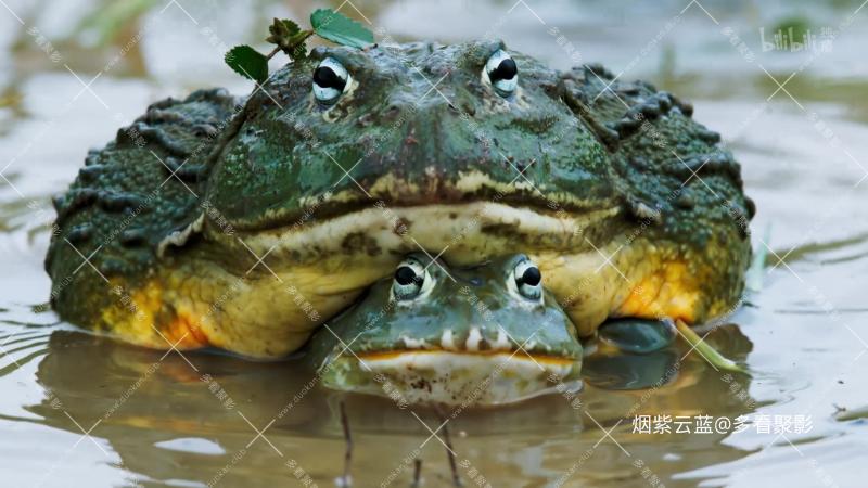 04 淡水情缘.mp4_115生活(曾用名“115网盘”)_数字生活平台_1766378979598.png