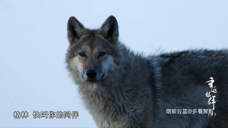 Return.to.the.Wolves.10th.Anniversary.Special.S01E09.2021.2160p.HQ.WEB-DL.H265.1.png